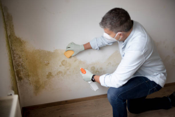 Best Real Estate Mold Inspection  in Sugarcreek, PA